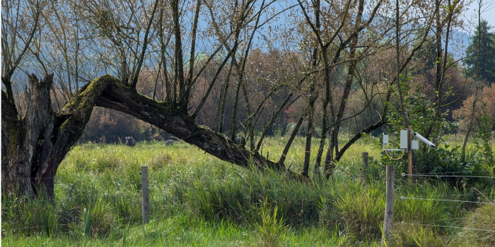 ecoPi Rekorder on a meadow