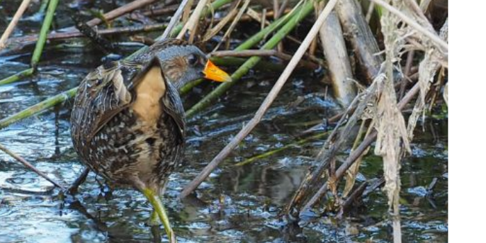 Spotted Crake